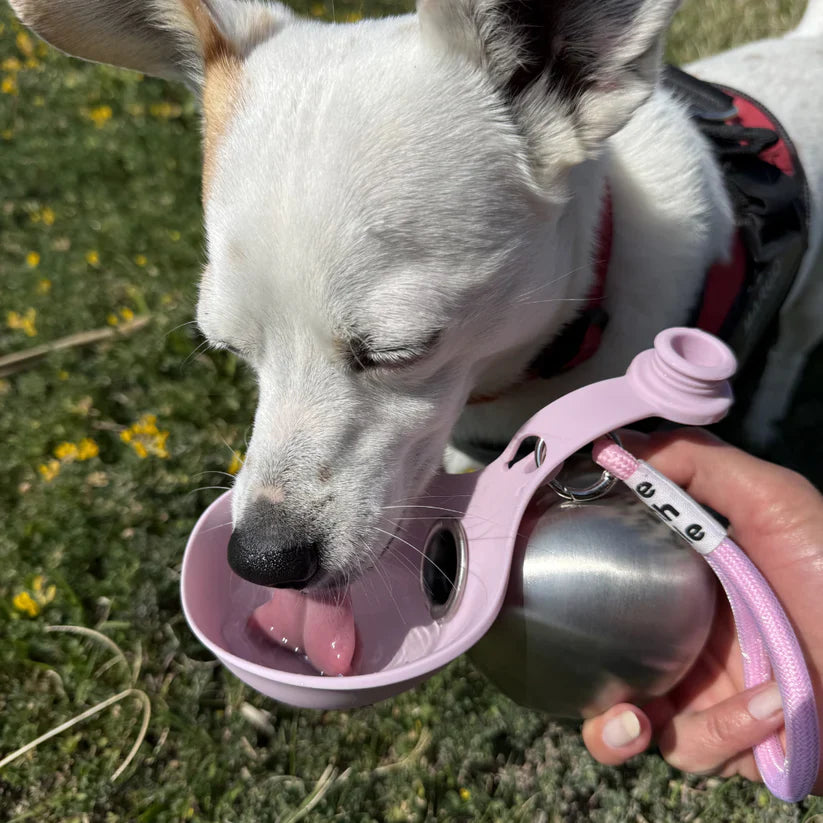 Hydrate Your Dog Anywhere, Anytime